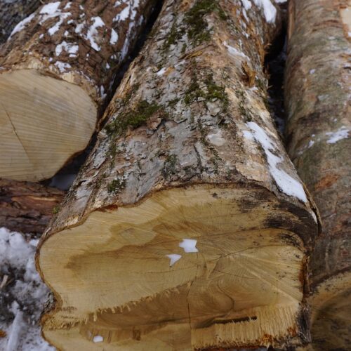 ㉔ミズナラ逆方向